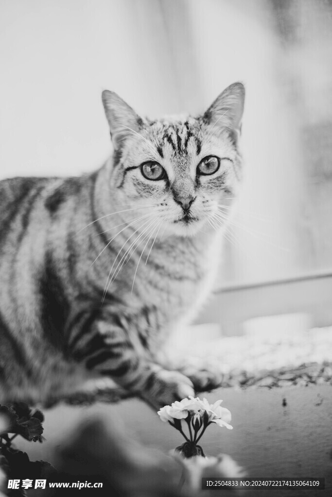 猫