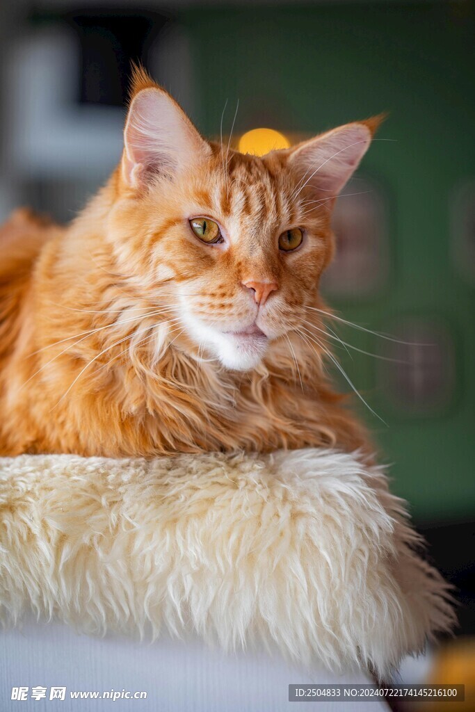 猫