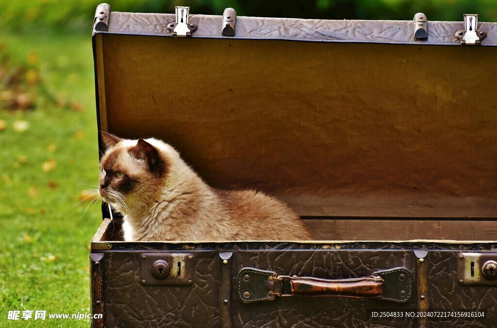 猫