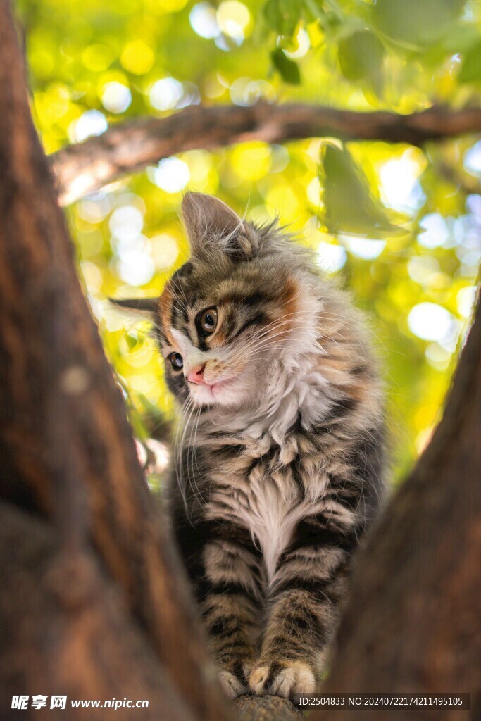 猫