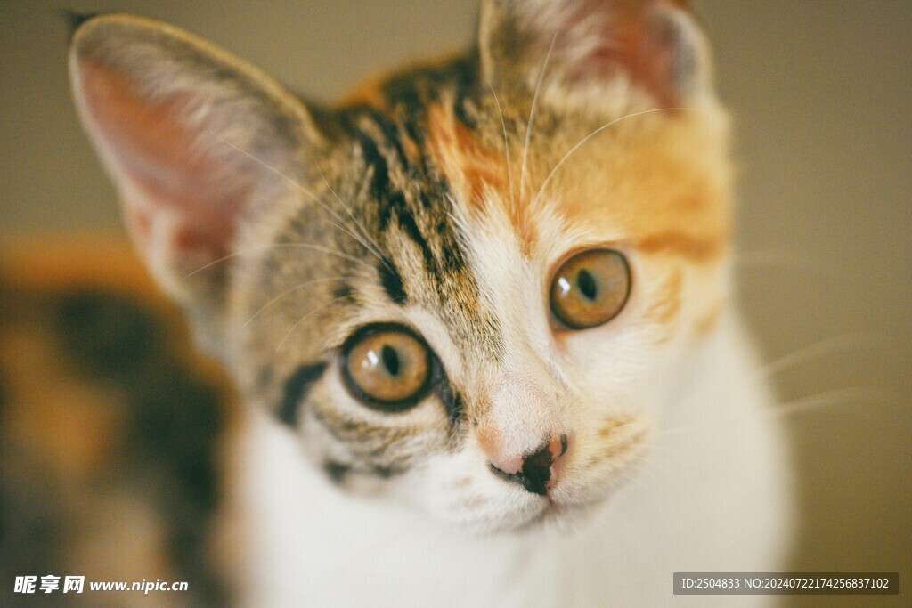 猫