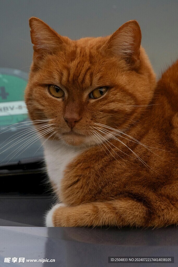 猫