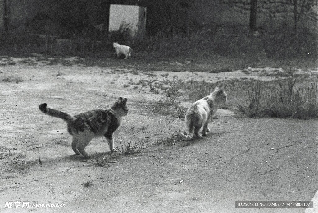 猫