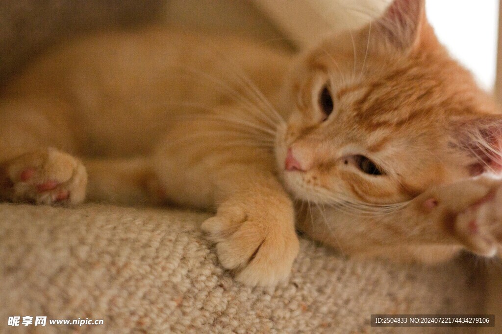 猫