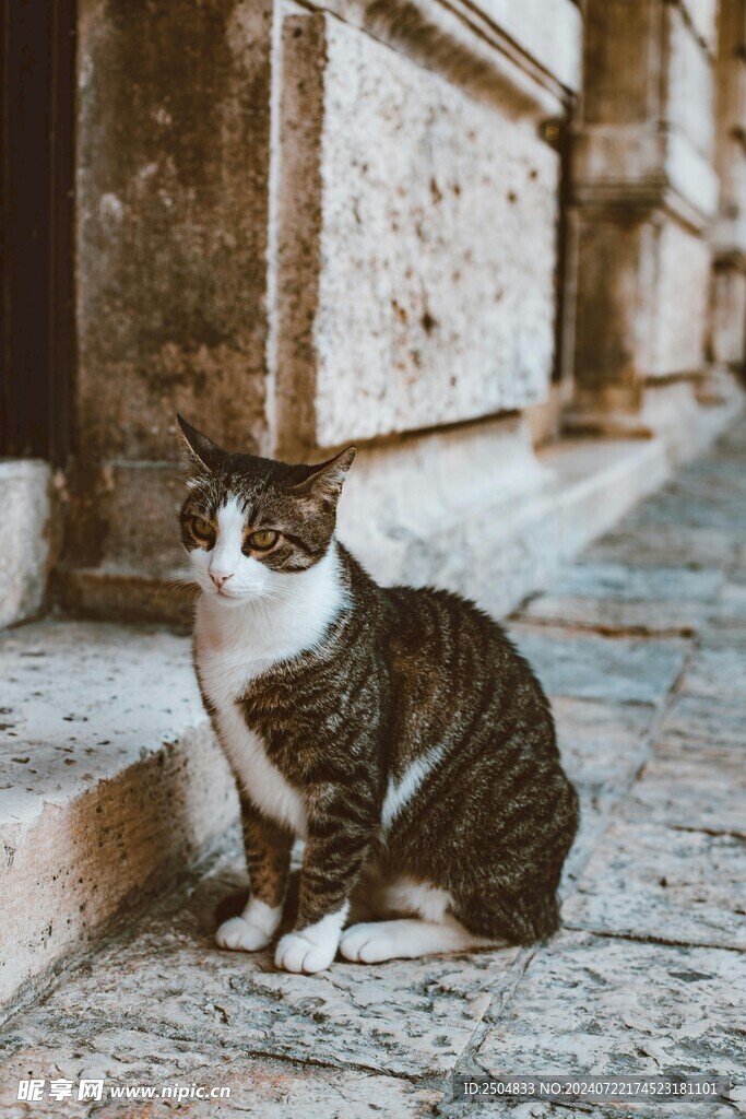 猫