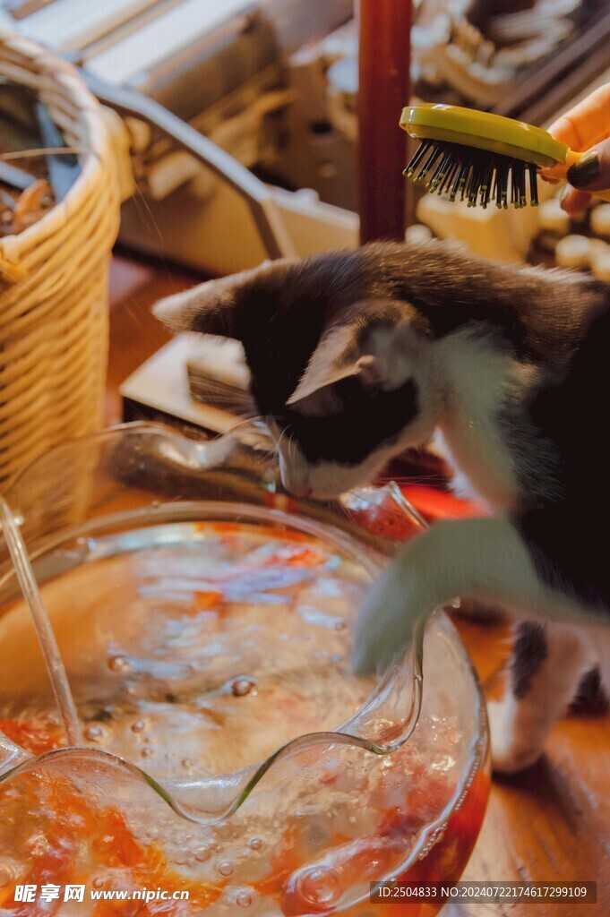 猫