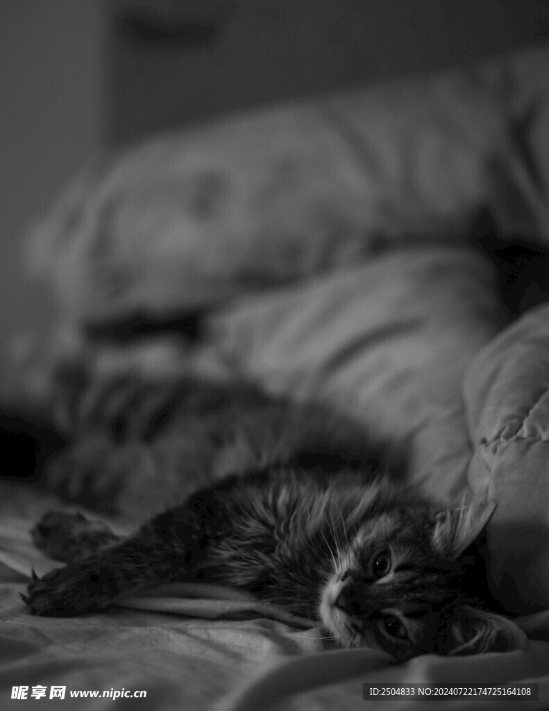 猫