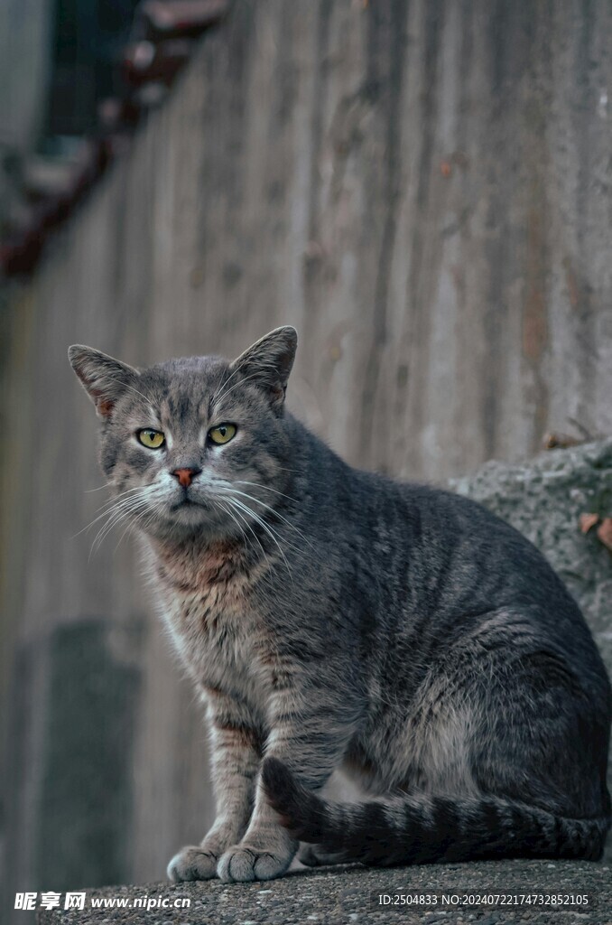 猫