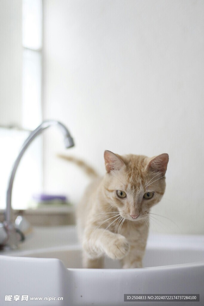 猫