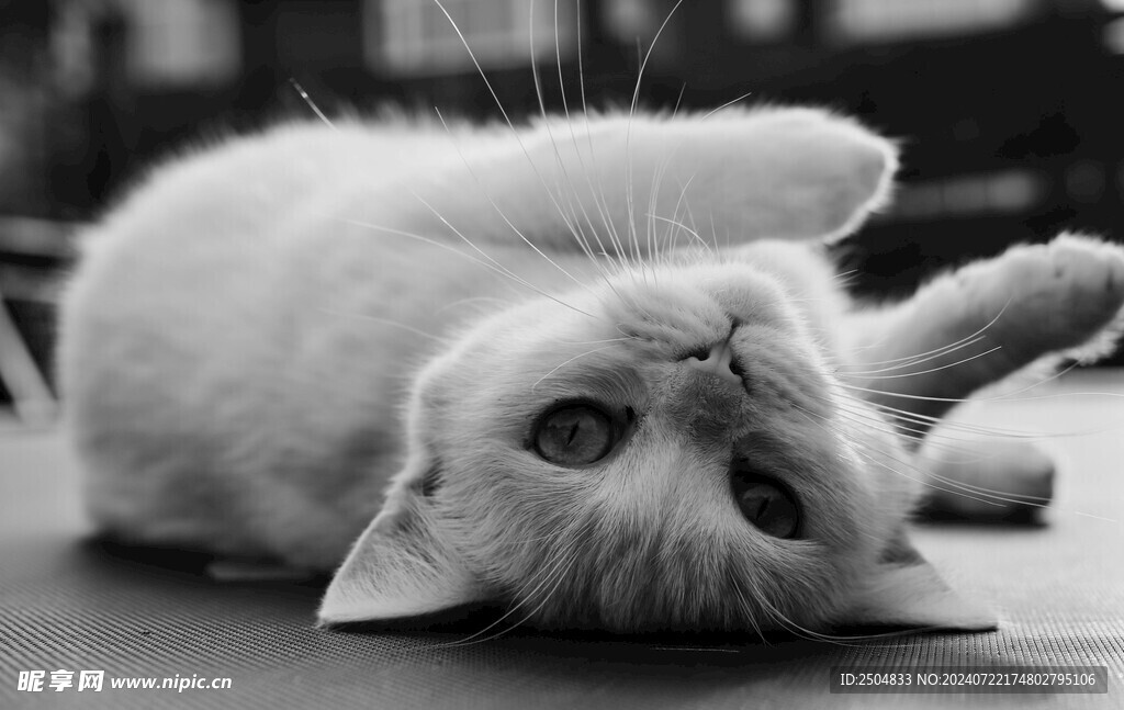 猫