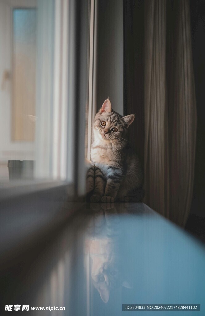 猫