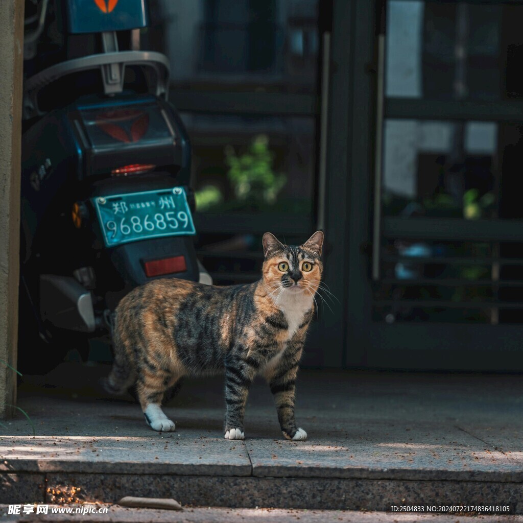 猫