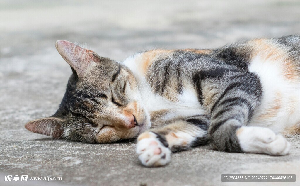 猫