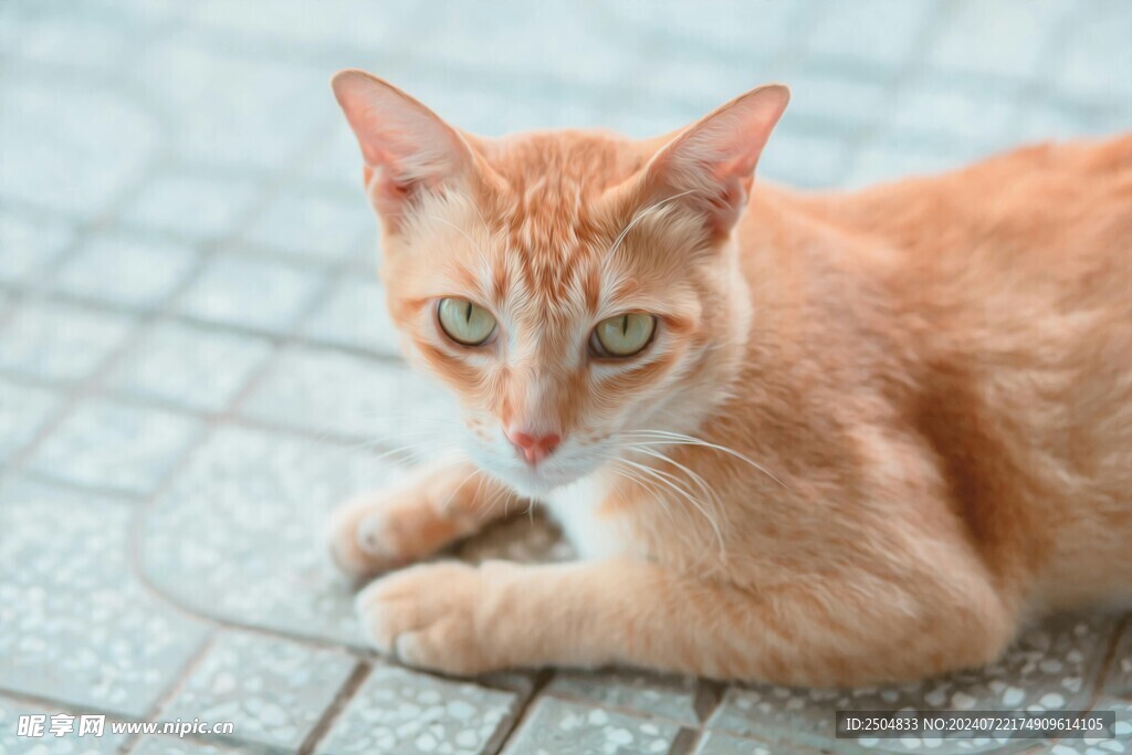 猫