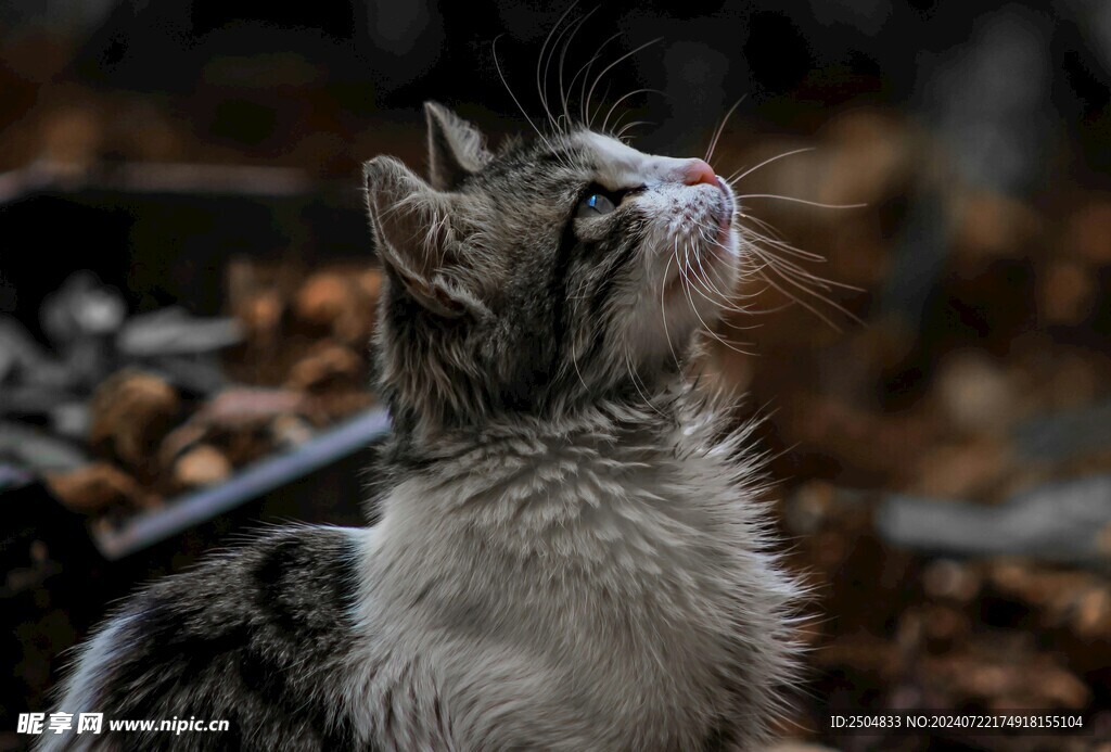 猫