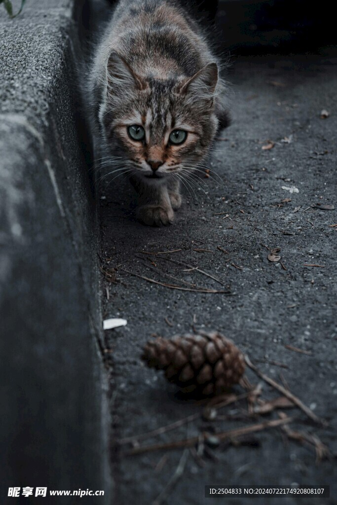 猫