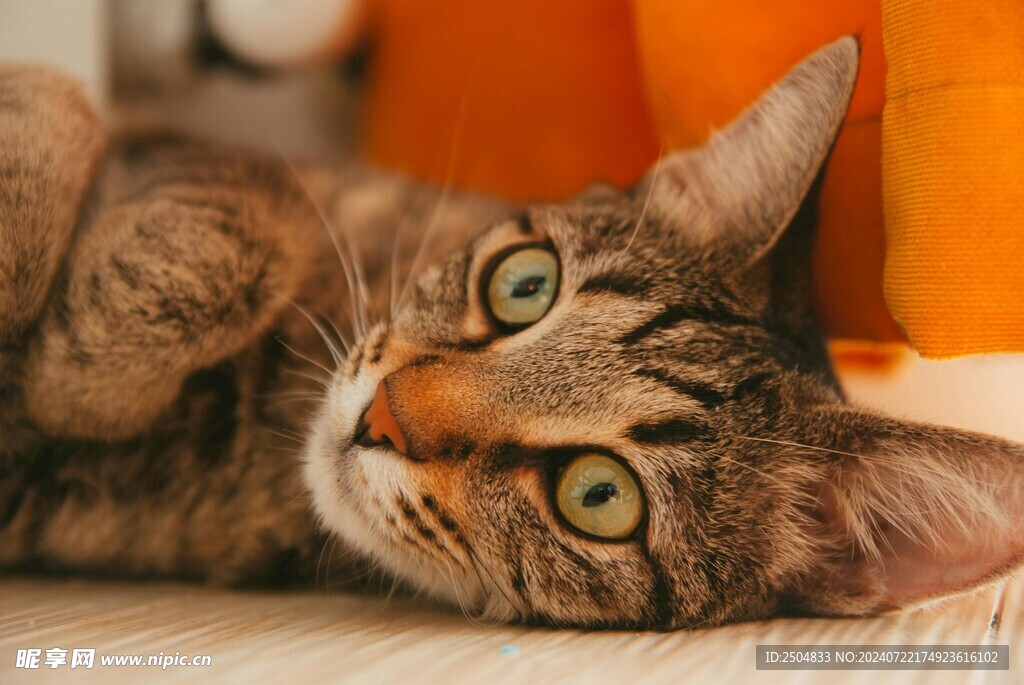 猫