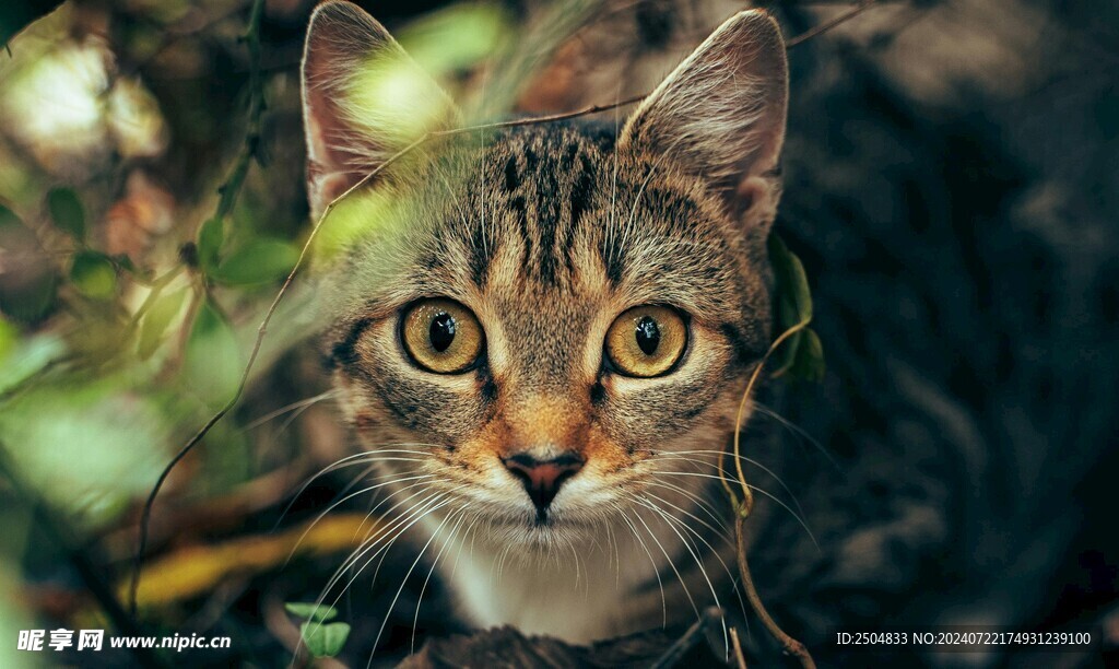 猫