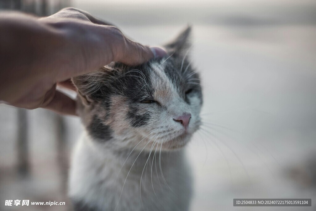 猫