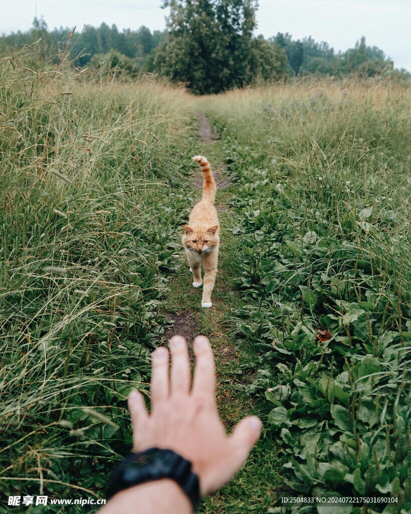 猫