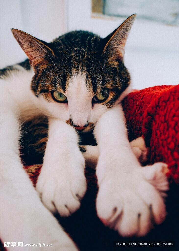 猫