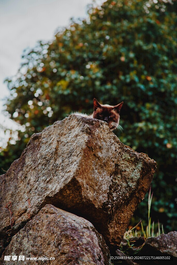 猫