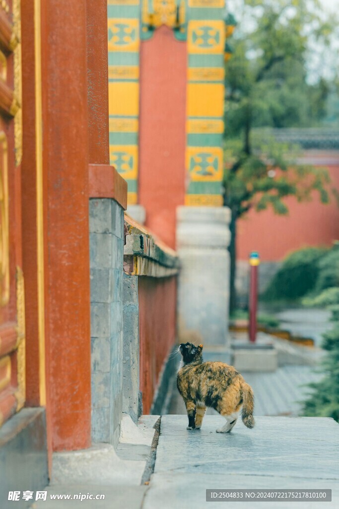 猫