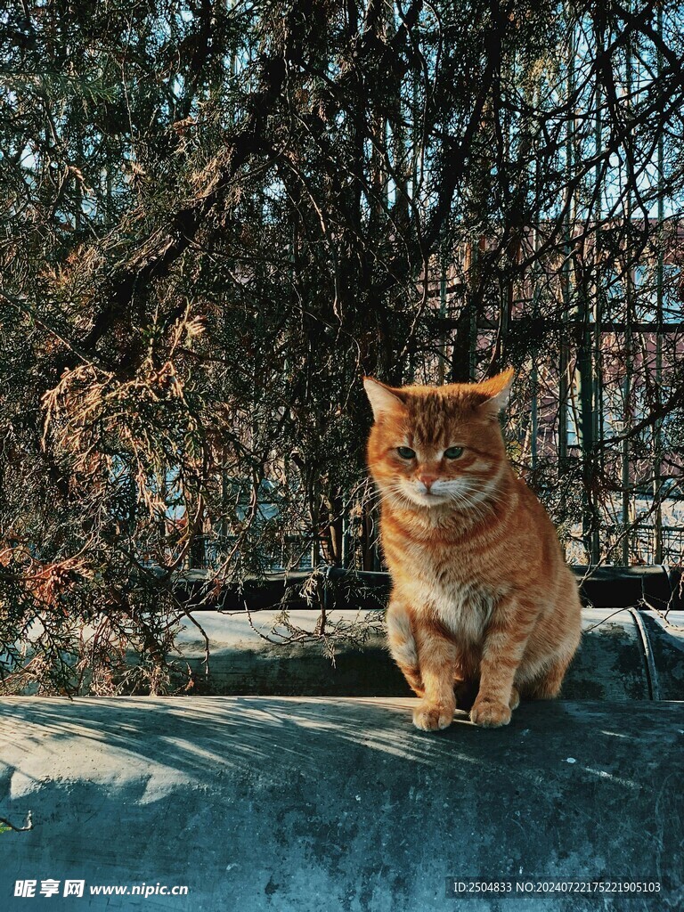 猫