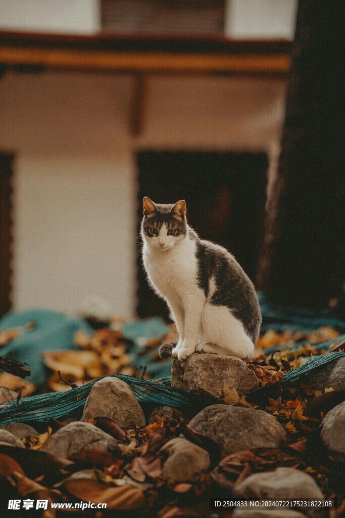 猫
