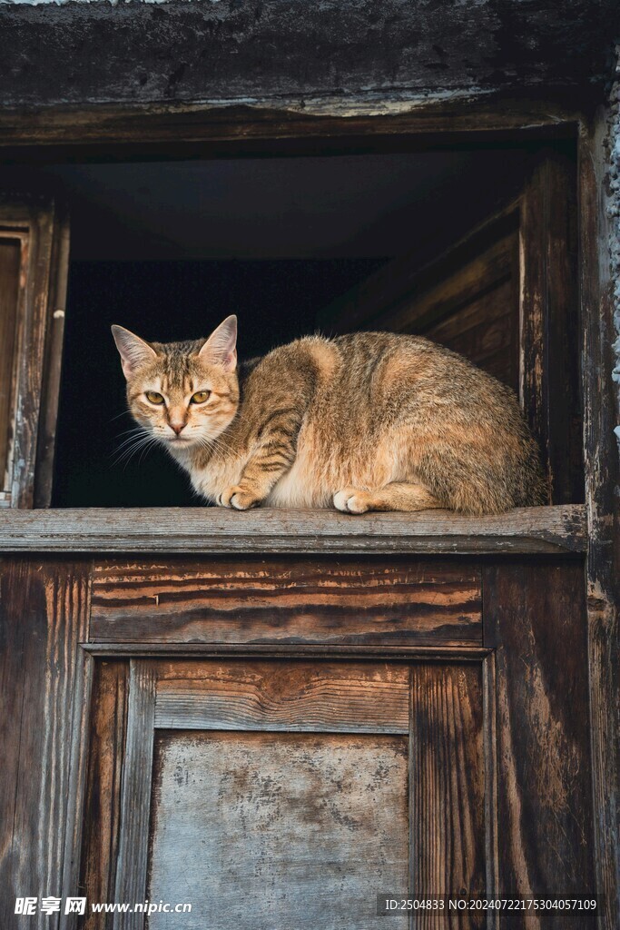 猫