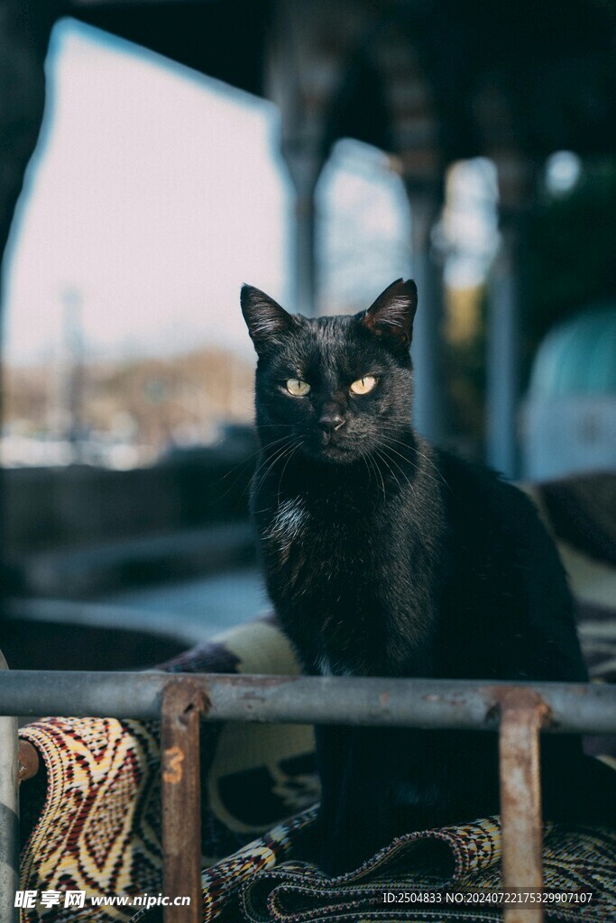 猫