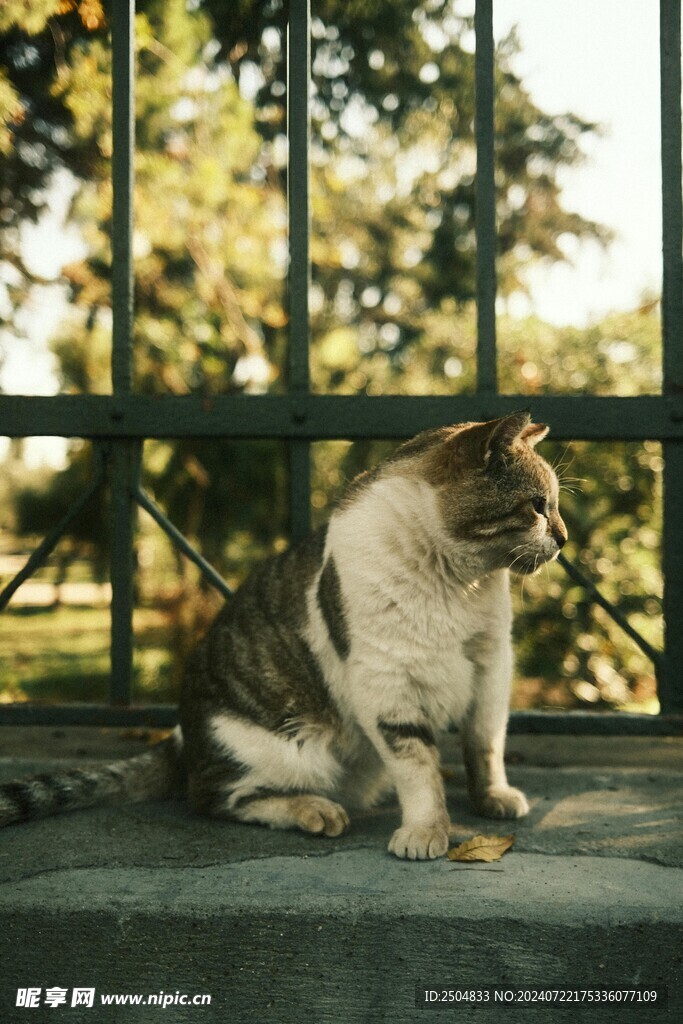 猫