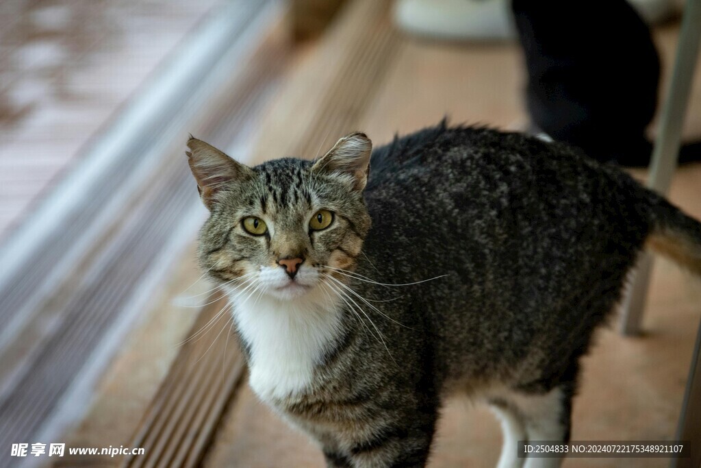猫