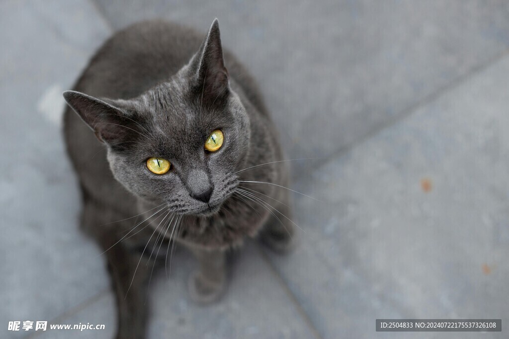 猫