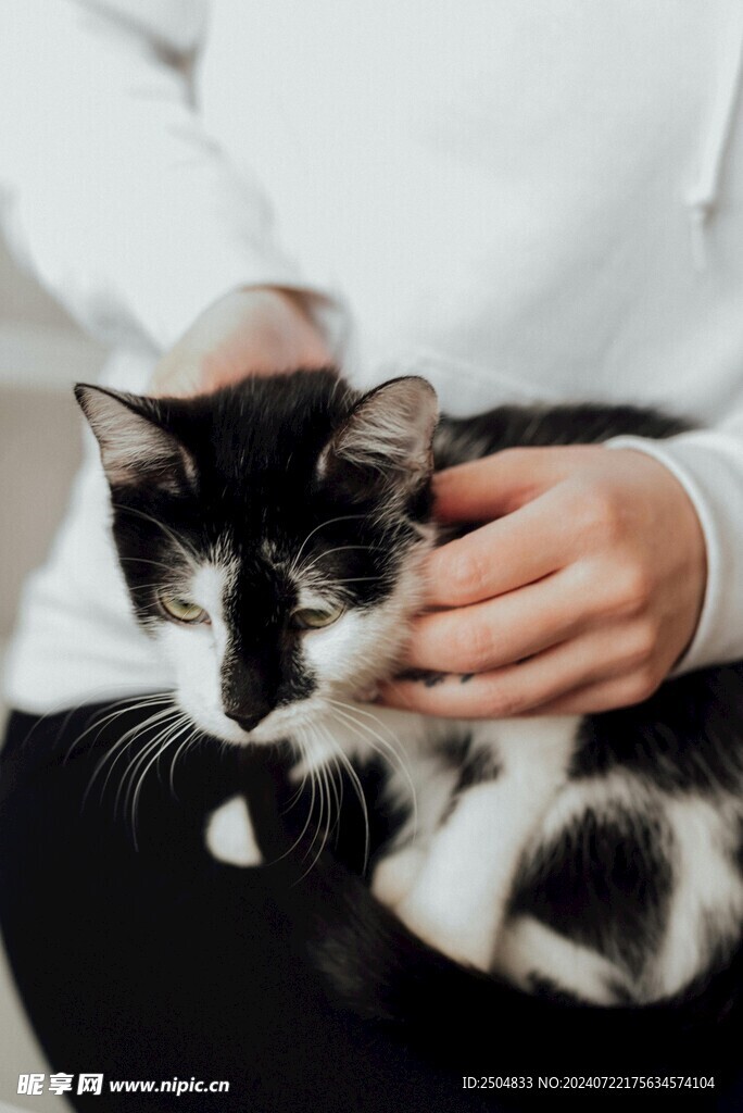 猫