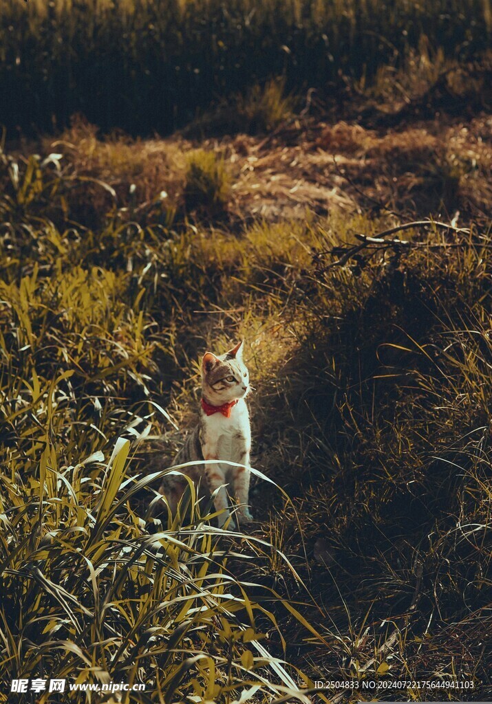 猫