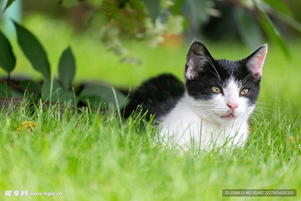 猫