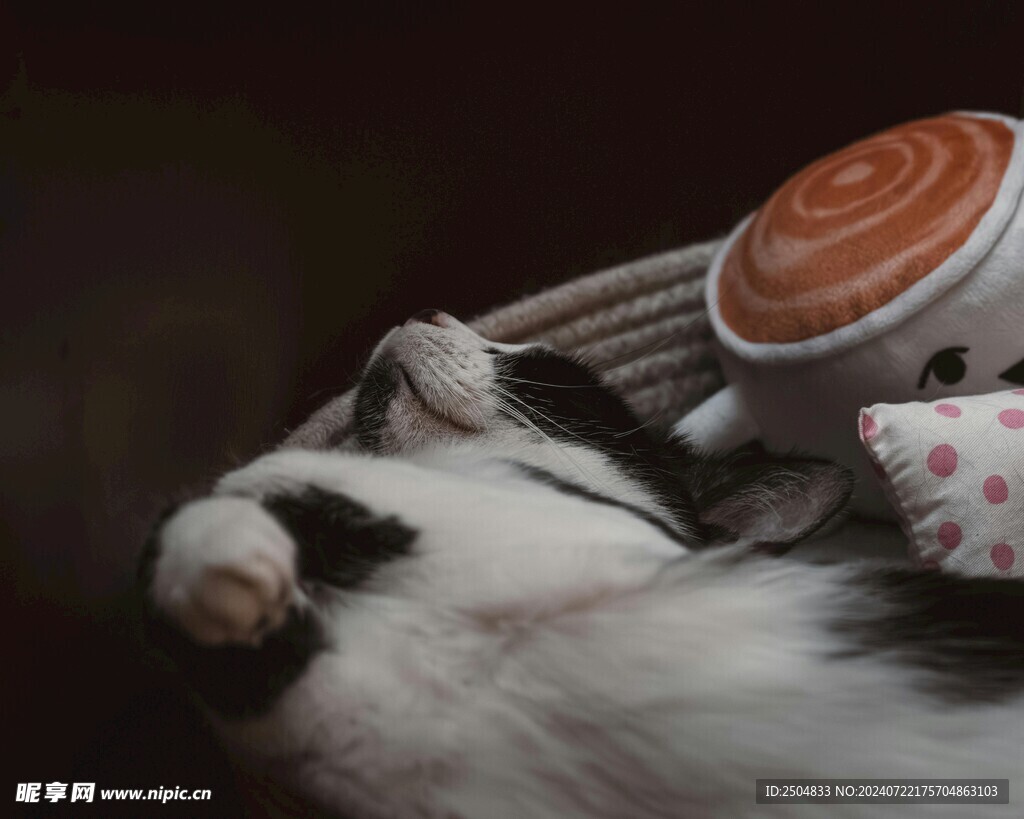 猫