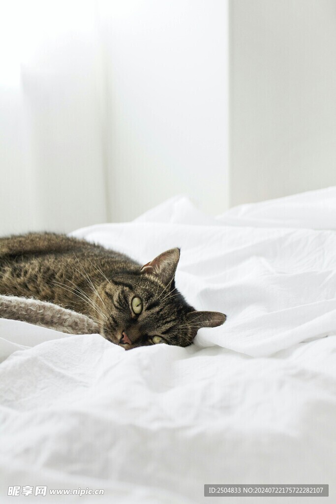 猫