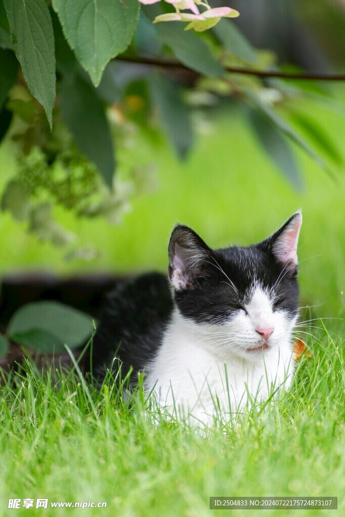 猫