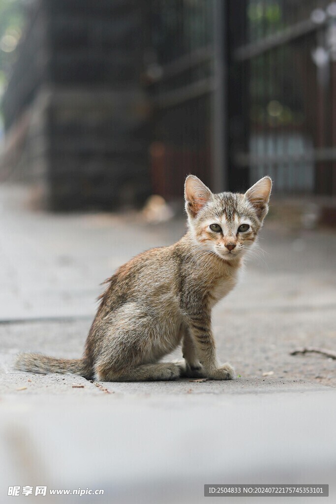 猫