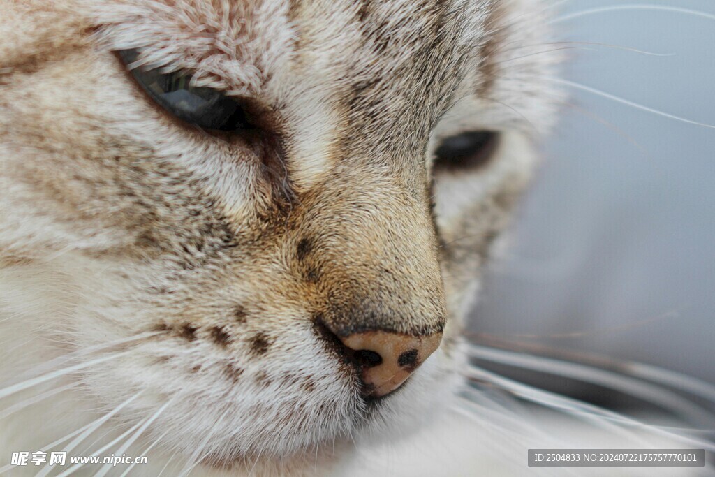 猫