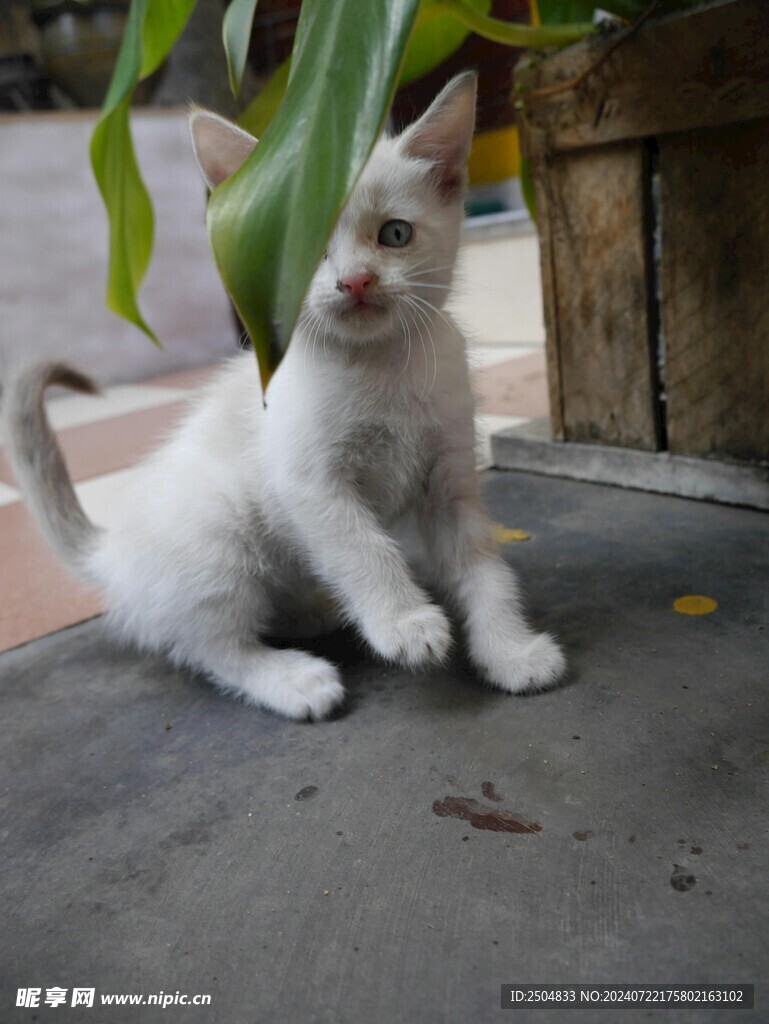 猫