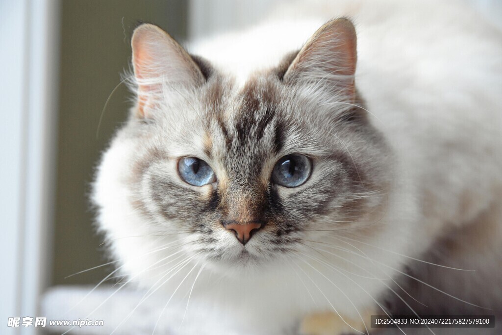 猫