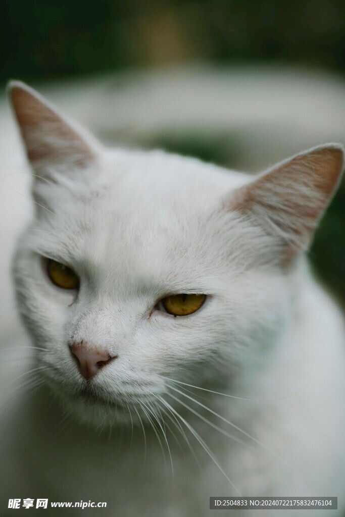猫