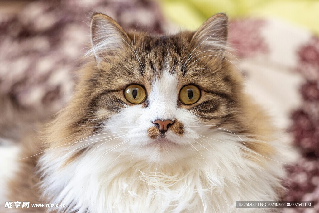 猫