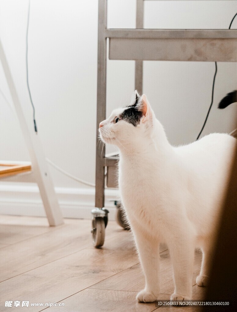 猫