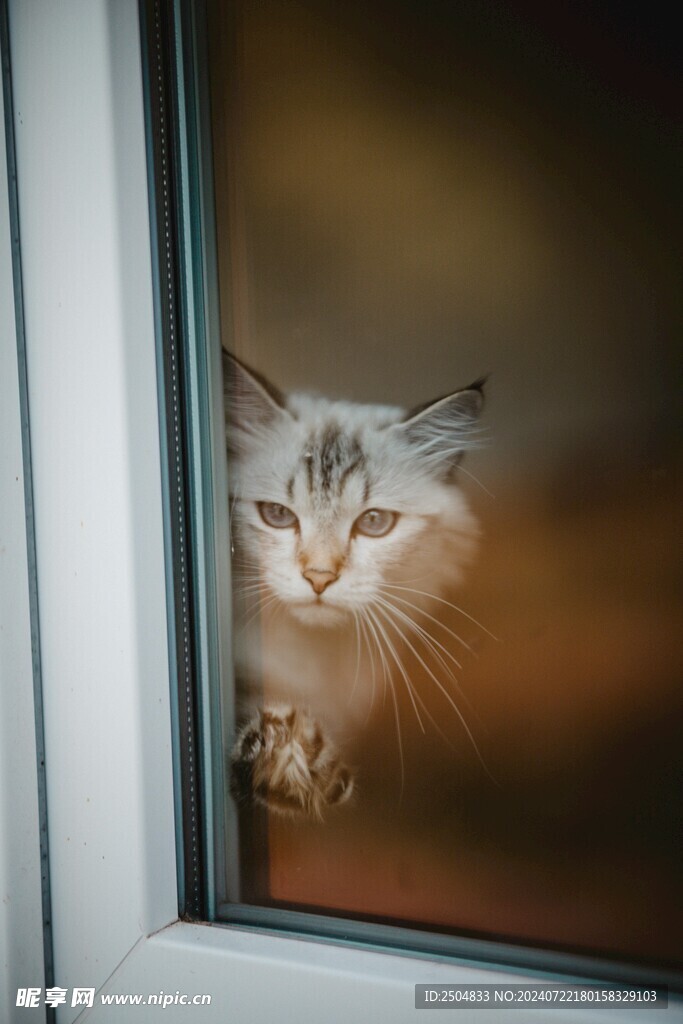 猫