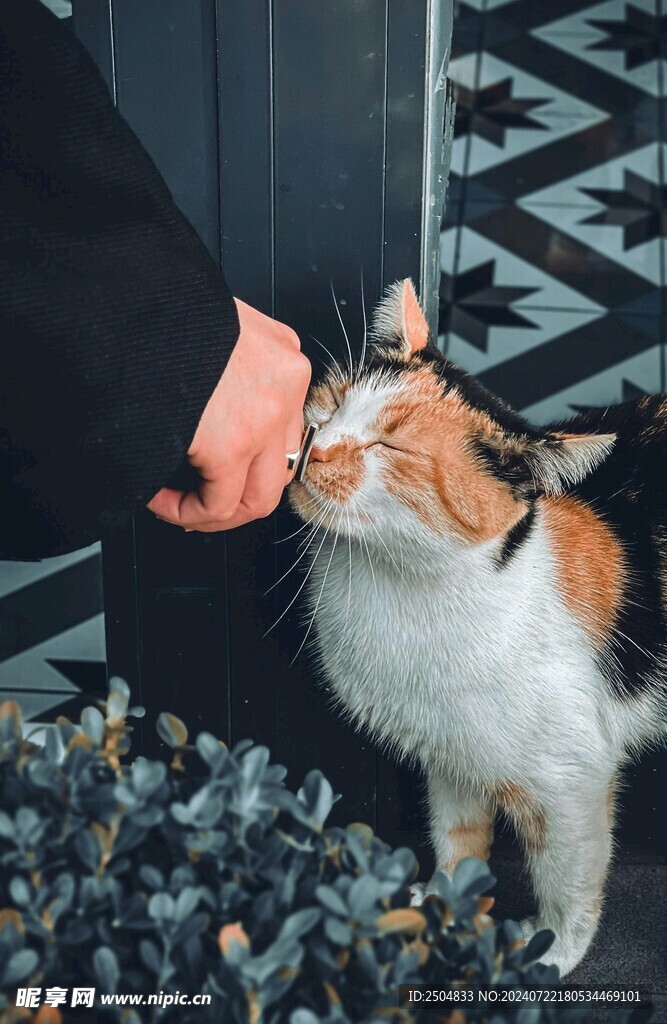 猫