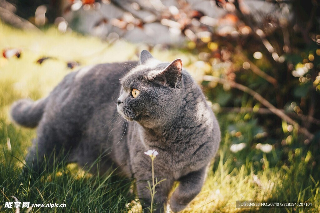 猫